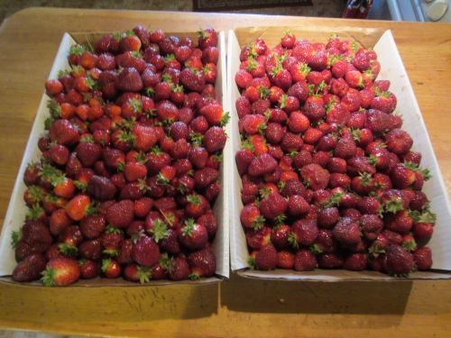 For those wondering -- this is what 23 lbs of berries looks like. OK -- perhaps minus a pound from my munching on the way home.