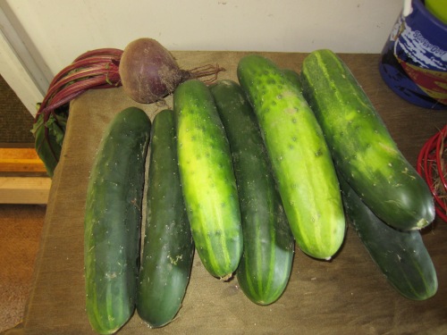 We have A LOT of cucumbers and they are huge. I have also started harvesting some of the beets. This one was particularly large!